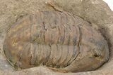 Inflated, Ordovician Asaphellus Trilobite - Morocco #235797-3